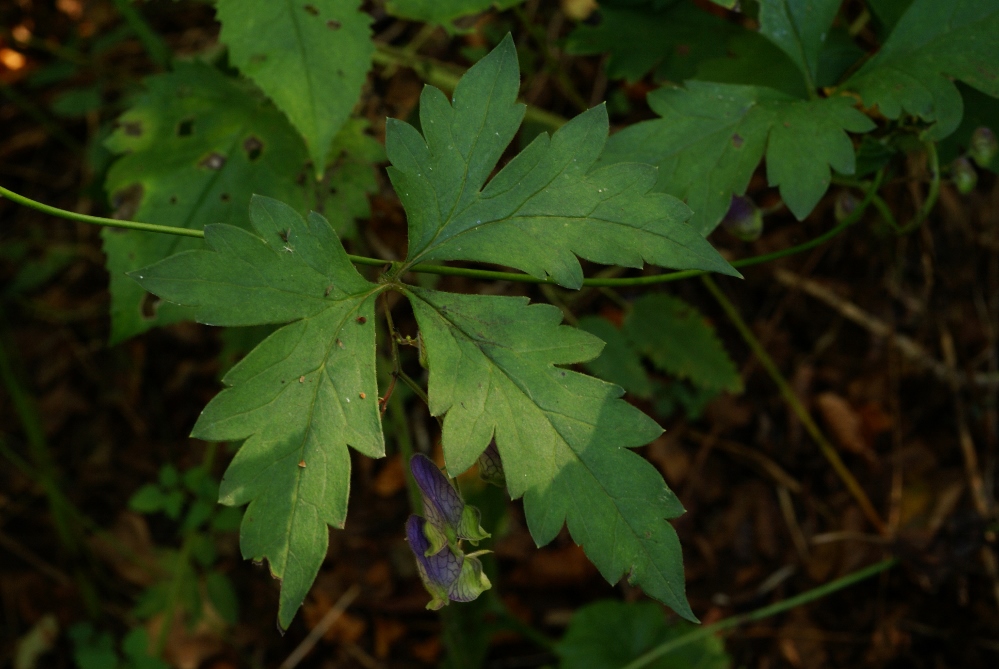 Изображение особи Aconitum stoloniferum.