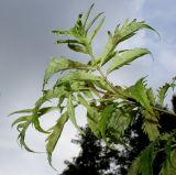 Sambucus racemosa