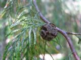 Cupressus funebris