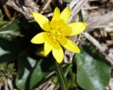 Ficaria calthifolia. Цветок. Краснодарский край, плато Лагонаки. 28.04.2013.