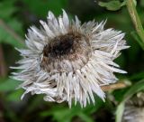 Xerochrysum bracteatum