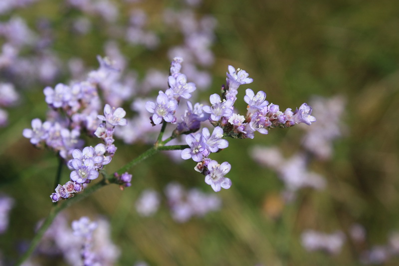 Изображение особи Limonium tomentellum.