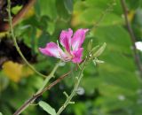 род Bauhinia. Верхушка побега с цветком и бутонами. Таиланд, Бангкок. 17.06.2013.