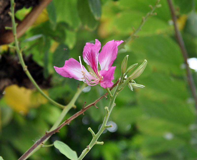 Изображение особи род Bauhinia.