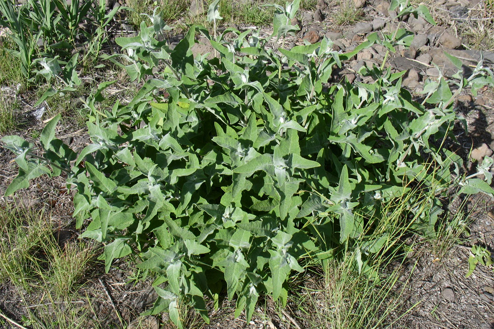 Изображение особи Salvia canariensis.