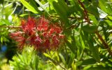 Callistemon speciosus. Часть ветви с соцветием. Монако, площадь у Океанографического музея, в культуре. 23.07.2014.