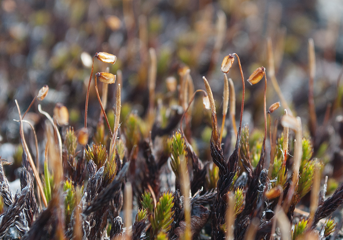 Изображение особи Polytrichum strictum.