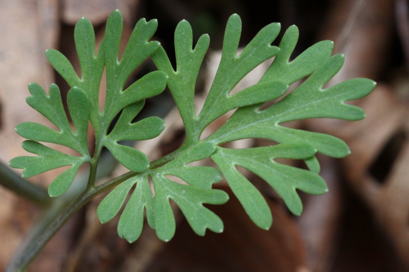 Image of Corydalis fumariifolia specimen.