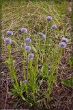 Globularia bisnagarica. Цветущее растение. Республика Татарстан, Бавлинский район. 18 мая 2005 г.