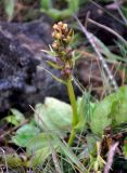 Dactylorhiza viridis. Цветущее растение. Исландия, национальный парк Ландманналаугар, каменистый склон. 02.08.2016.