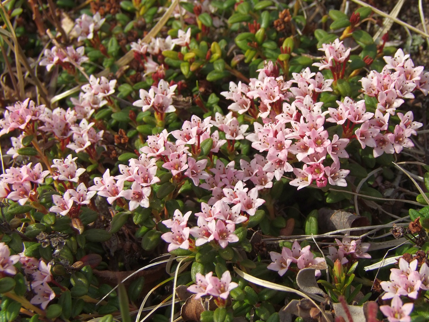 Изображение особи Loiseleuria procumbens.