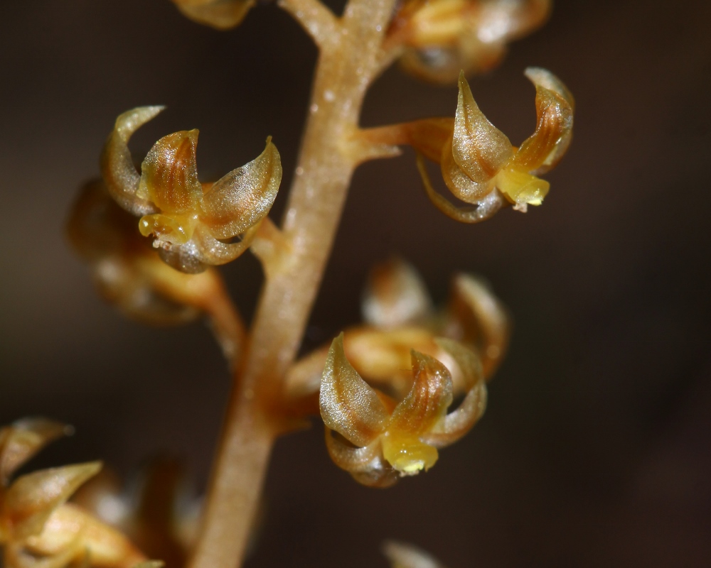 Image of Neottia asiatica specimen.