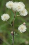 Erigeron acris. Часть общего соцветия с плодами. Санкт-Петербург, Петергоф, лужайка у дороги. Конец июля.