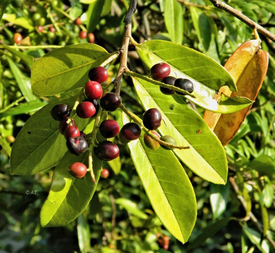 Изображение особи Lauro-cerasus officinalis.