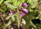 Pedicularis resupinata