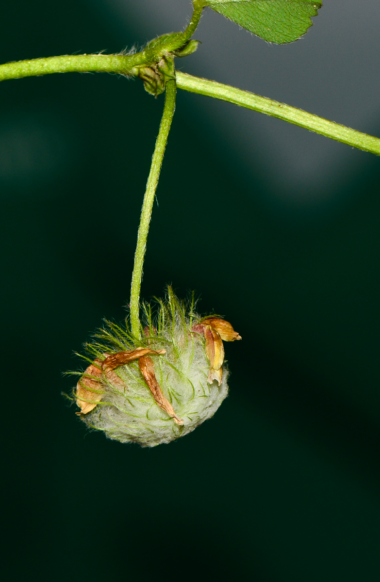 Image of Trifolium eriosphaerum specimen.