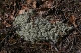 Cladonia arbuscula. Таллом. Пермский край, Лысьвенский р-н, долина р. Чусовой, крутой склон камня \"Кирпичный\", смешанный лес. 01.05.2018.