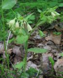 Pulmonaria mollis