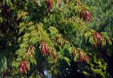 Leucaena leucocephala. Верхушки ветвей плодоносящего дерева. Турция, Анталья, в культуре. 31.12.2018.