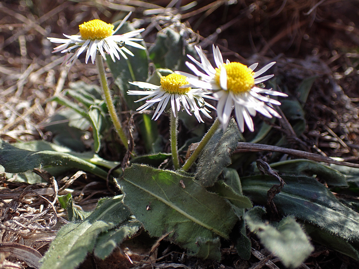 Изображение особи Bellis sylvestris.