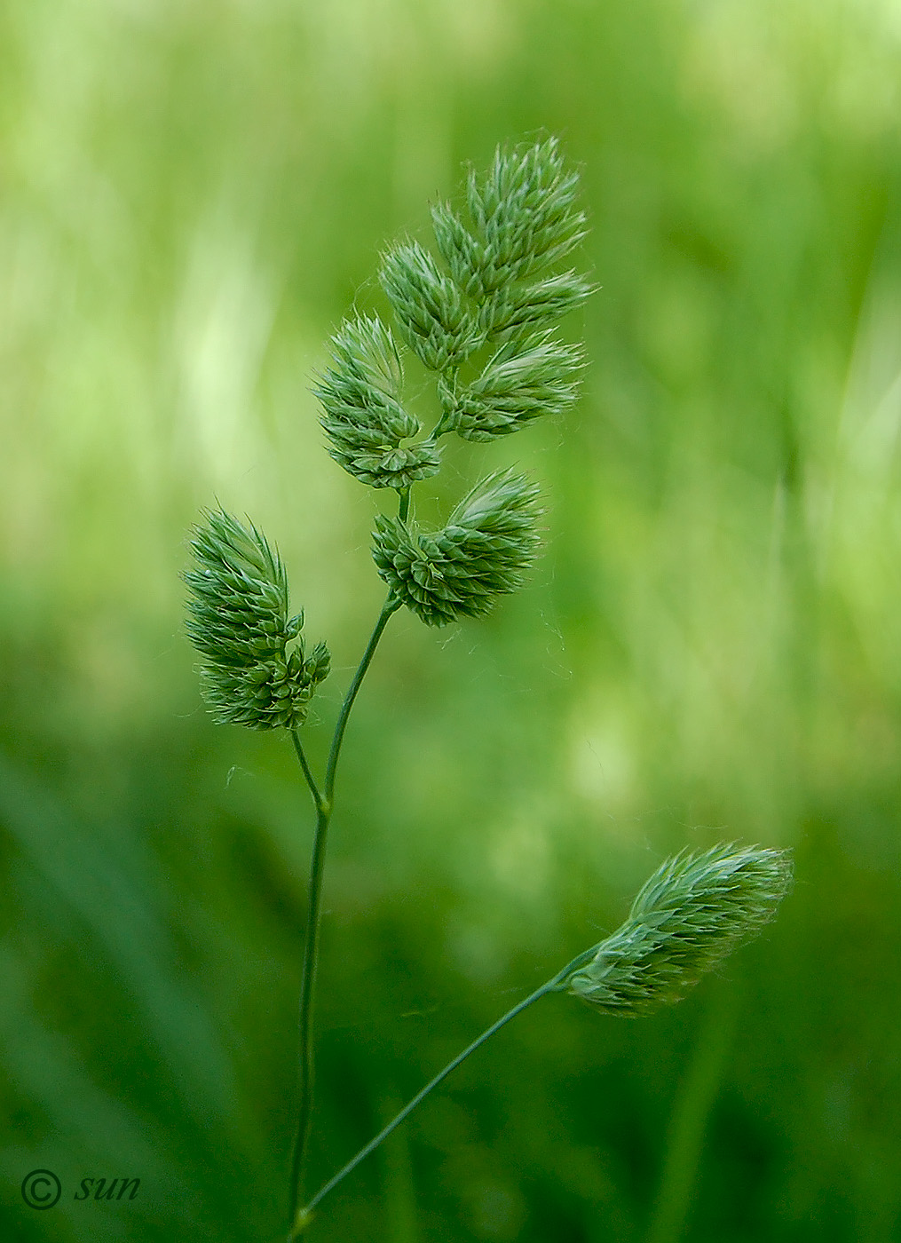 Изображение особи Dactylis glomerata.