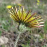 Pilosella officinarum