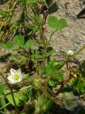 Spergula arvensis