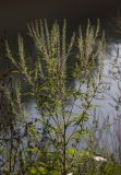 Ambrosia artemisiifolia. Цветущее растение. Краснодарский край, г. Апшеронск, пойма р. Пшеха, зарастающий песчаный пляж. 10.08.2019.