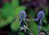 Eryngium planum. Соцветие. Московская обл., гор. округ Озёры, окр. с. Клишино, берег р. Ока, луг на опушке смешанного леса. 15.09.2019.