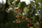 Euonymus europaeus