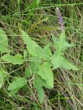 Salvia nemorosa