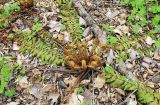 Dryopteris crassirhizoma