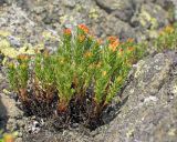 Rhodiola quadrifida