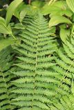 Dryopteris sichotensis. Часть вайи. Приморский край, Партизанский р-н, гора Ольховая, выс. 1590 м н.у.м., в елово-каменноберезовом лесу на юго-восточном склоне. 30.07.2020.