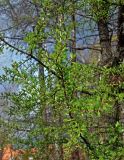 Larix sibirica