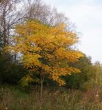 Juglans mandshurica