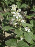 Rubus canescens