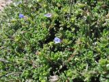 Lithodora hispidula