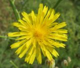 Crepis pannonica