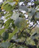 Betula pubescens. Листья в осенней окраске. Москва, ГБС РАН, дендрарий. 29.08.2021.