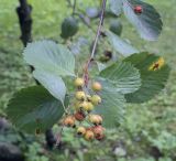 Sorbus subfusca