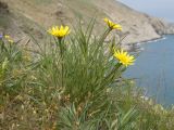 Tragopogon pusillus. Цветущее растение. Крым, городской округ Феодосия, окр. пос. Орджоникидзе, мыс Киик-Атлама, каменисто-глинистый склон, степь. 02.05.2021.