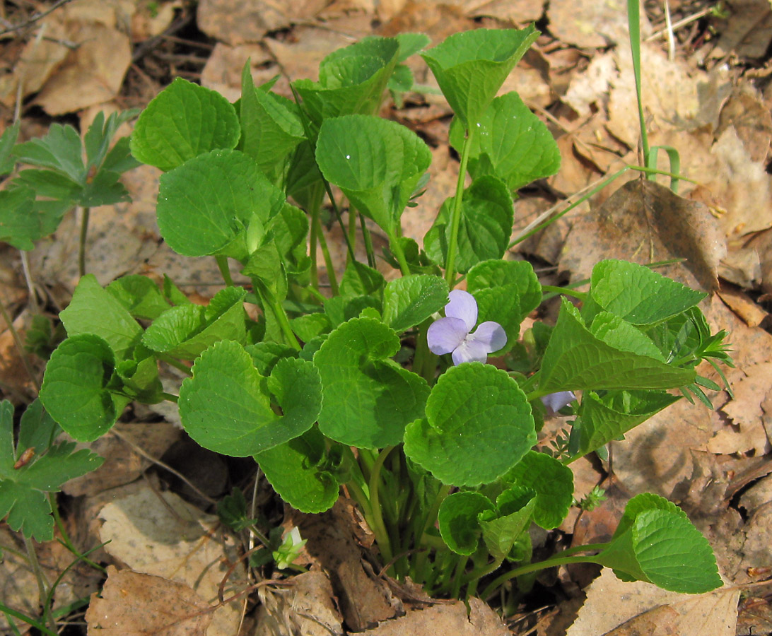 Изображение особи Viola mirabilis.