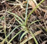 Dianthus caryophyllus