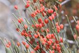 Ephedra equisetina