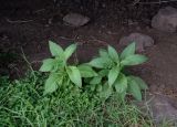 Nicotiana tabacum