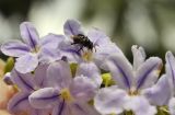 genus Duranta. Цветки с фуражирующей пчелой. Таиланд, Бангкок, парк Люмпини, в культуре. 30.08.2023.