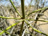 Ephedra strobilacea. Побеги. Каракумы. Май 2011 г.