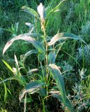 Persicaria amphibia. Растение наземной формы. Нижегородская обл., Кстовский р-н, пойма р. Кудьма, вымочка на кукурузном поле. 12.07.2011.