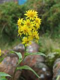 Solidago subspecies dahurica